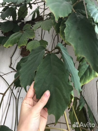 Тетрастигма