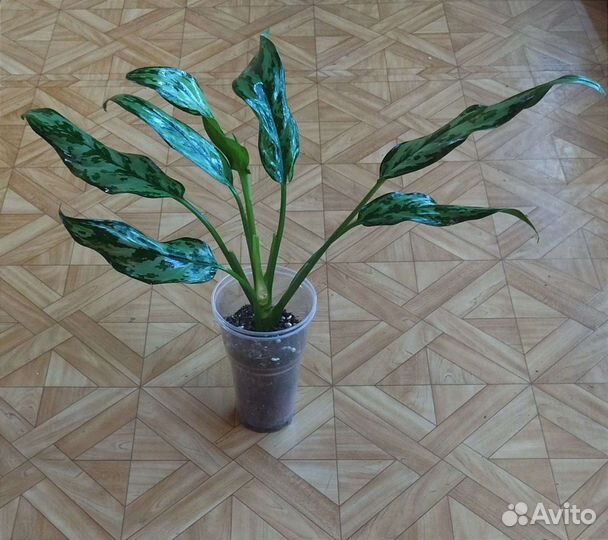 Аглаонема Miss Julietta / Мисс Джульетта