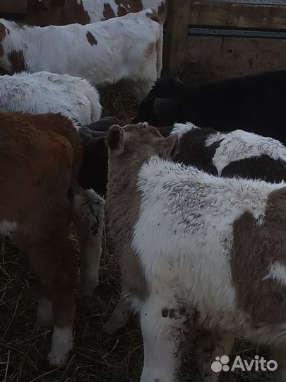 Продажа телят