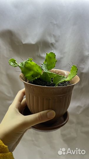 Прелестный молочай