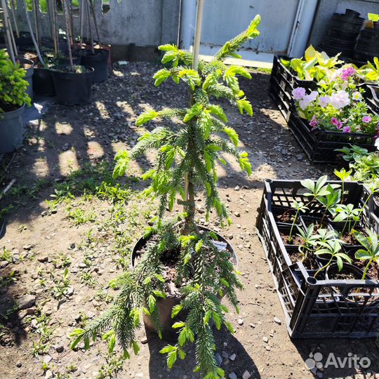 Ель сербская Пендула, 60 см, с5