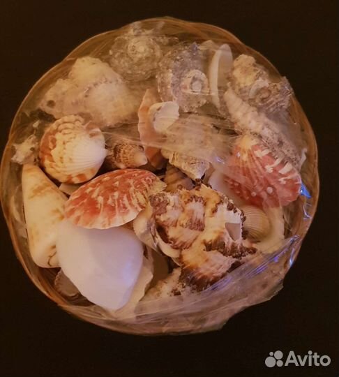 Морские ракушки и шишки