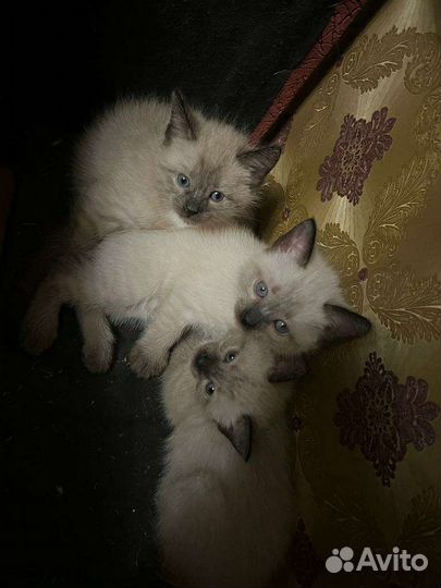 Кошка тайская