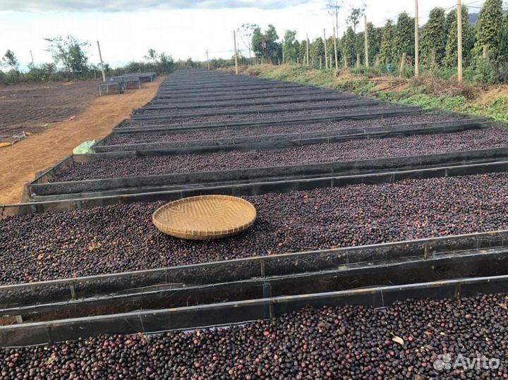 Зеленый кофе оптом