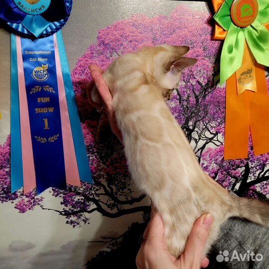 Бенгальские котята