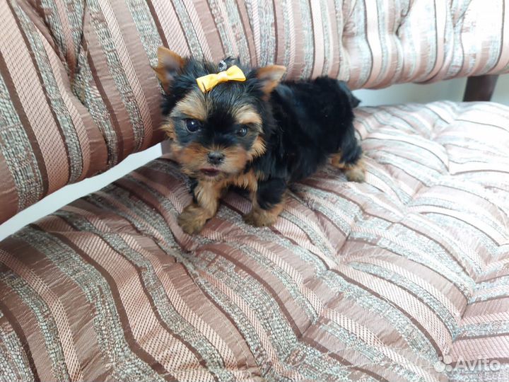 Девочка -йорк. Мини. Беби-фейс. Документы РКФ