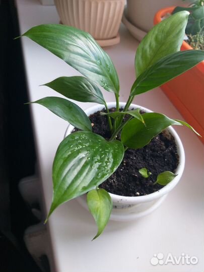 Комнатные цветы