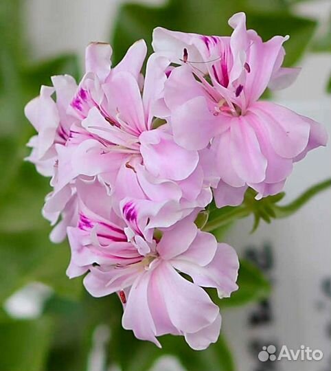 Комнатные растения