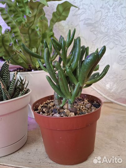 Крассула толстянка