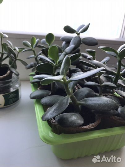 Толстянка, денежное дерево