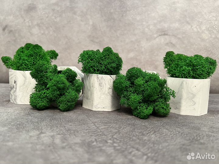 Кашпо со стабилизированным мхом 5шт