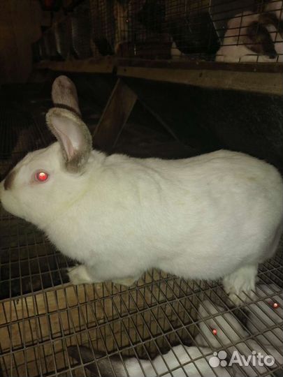 Кролики Хиколь