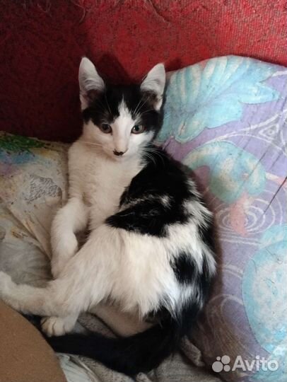 Котята- малыши хотят попасть в добрые руки