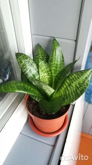 Сансевиерия (тещин язык)