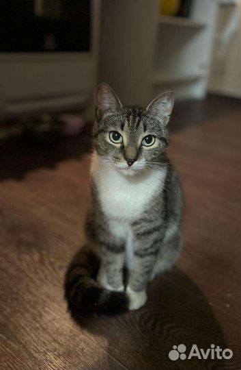 Котик камышовый