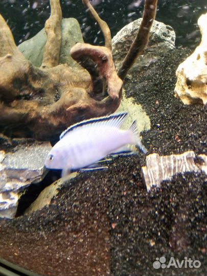 Малавийские цихлиды