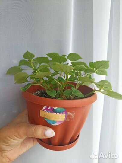 Бальзамин Magenta