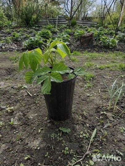 Саженцы малины 