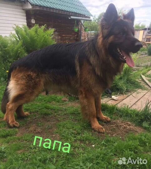 Немецкая овчарка вязка