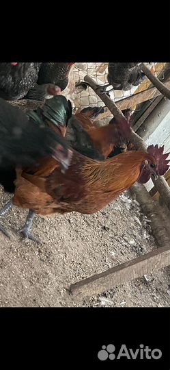 Молодые петухи