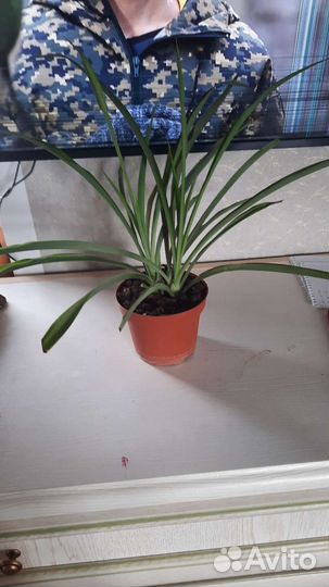 Цветы комнатные с доставкой