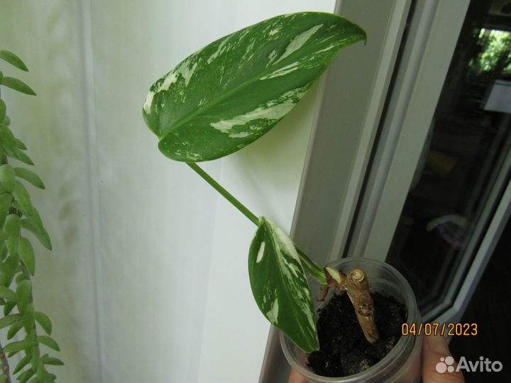 Монстера вариегатная альба и Фридрихшталя