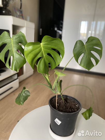 Монстера в горшке