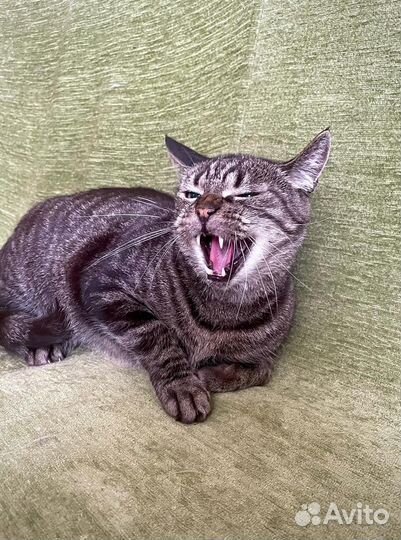 Кастрированный кот бесплатно