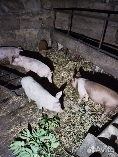 Поросята