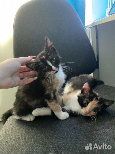 Пёстрым малышкам нужен дом