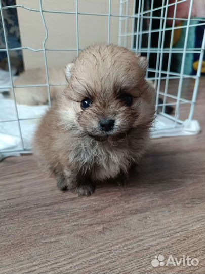 Померанский шпиц