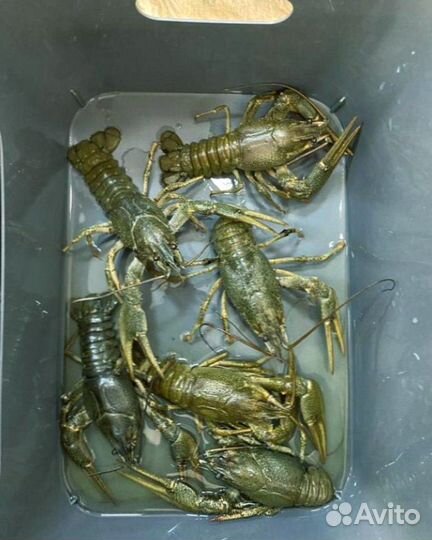 Живые раки. Свежий улов