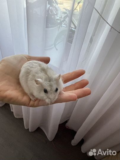Джунгарский хомяк