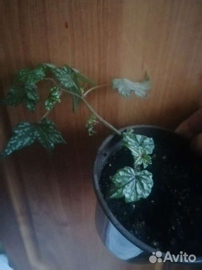 Бегония каудексная