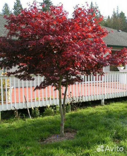 Клен гиннала