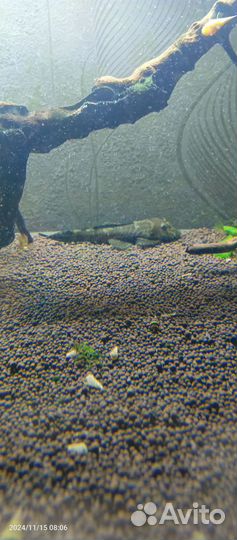 Анциструс самка