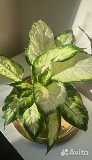 Диффенбахия Камилла, домашний цветок