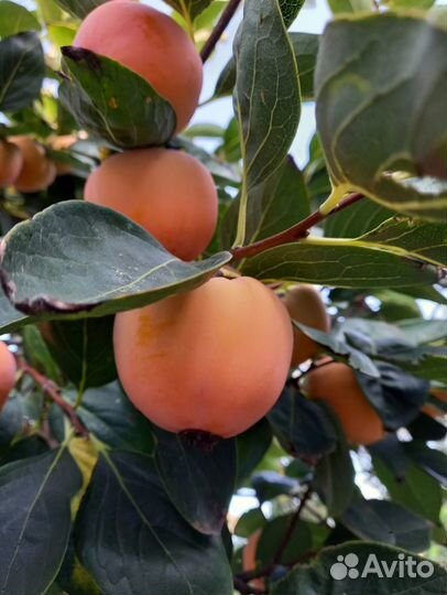 Саженцы крупной морозостойкой Хурмы Говерла