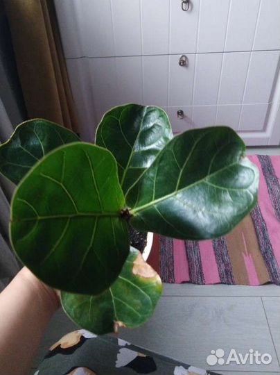 Фикус бамбино