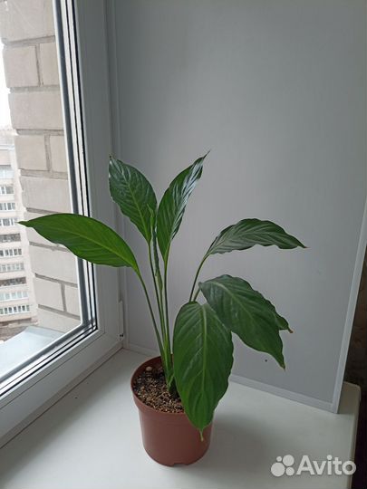 Спатифиллум