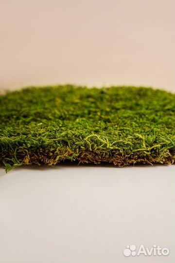 Плоский мох премиум
