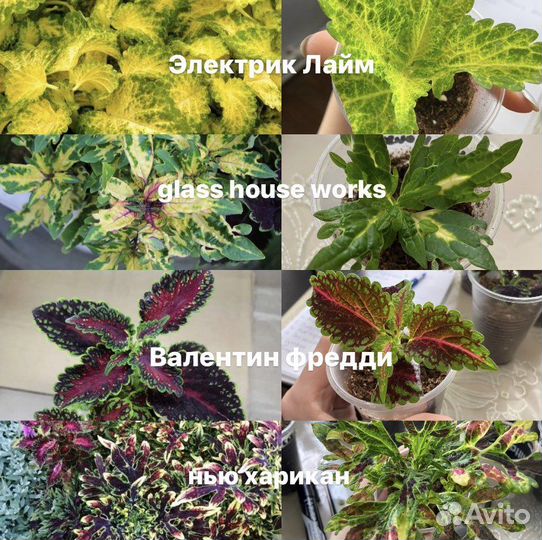 Колеусы вегетативные