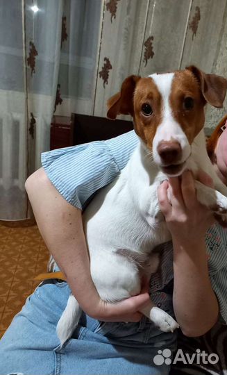 Вязка джек рассел терьер