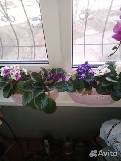 Фиалка в горшках