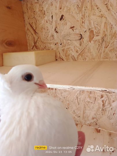 Статные голуби