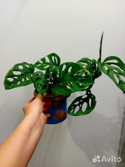 Монстера манки