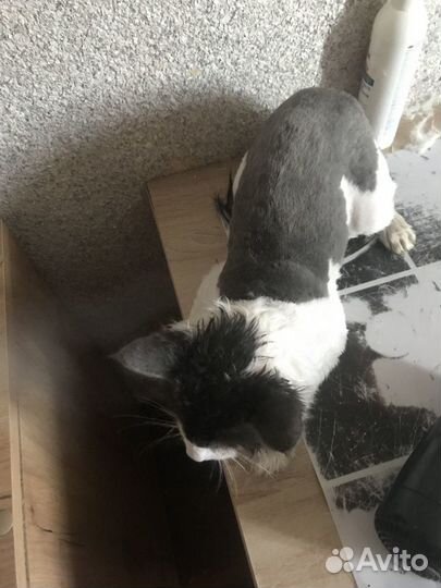 Стрижка гигиеническая собак мелких пород