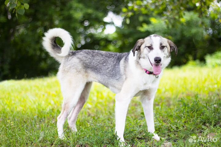 Активная собака в добрые руки