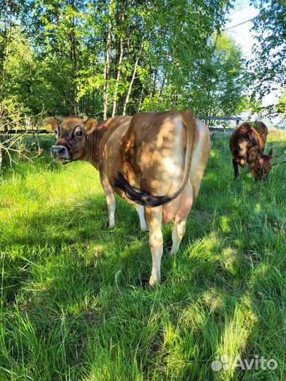 Молоко коровье домашнее,творог,масло,сметана