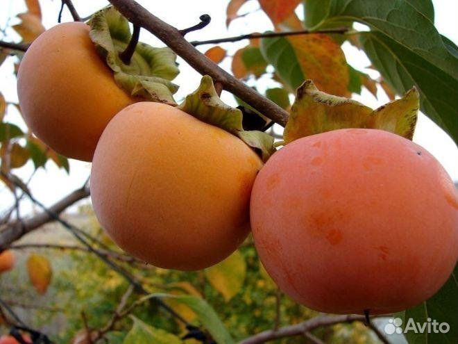 Саженцы хурмы